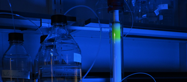 gfp-small